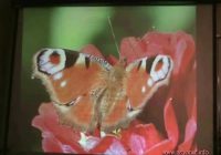 Böceklerin Diliyle Allah c.c. Böceklerin Diliyle Allah c.c.