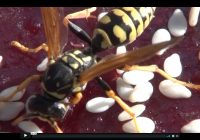 Risale Dersi 238: İçtihat 2 27.Söz Risale Dersi 238: İçtihat 2 27.Söz