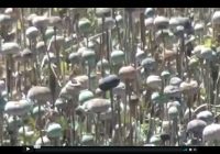 Risale Dersi 245: Asâyı musa 33 Ayetü’l kübra 9 Risale Dersi 245: Asâyı musa 33 Ayetü’l kübra 9