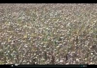 Risale Dersi 253: Asâ-yı musa 38 2.Hüccet-i İmaniye 1 Risale Dersi 253: Asâ-yı musa 38 2.Hüccet-i İmaniye 1