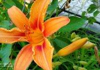 Risale Dersi 367: 3.Lem’a 2 Risale Dersi 367: 3.Lem’a 2