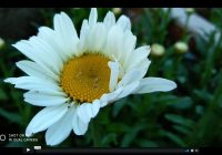 Risale Dersi 369: Sözler / Lemaat 12 Risale Dersi 369: Sözler / Lemaat 12