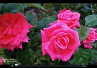 Risale Dersi 371: Sözler / Lemaat 14 Risale Dersi 371: Sözler / Lemaat 14