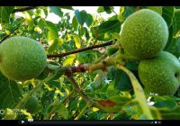 Risale Dersi 373: Sözler / Lemaat 16 Risale Dersi 373: Sözler / Lemaat 16