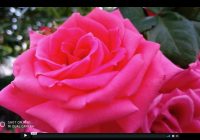 Risale Dersi 375: Sözler / Lemaat 18 Risale Dersi 375: Sözler / Lemaat 18