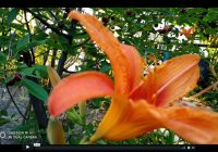 Risale Dersi 376: Sözler / Lemaat 19 Risale Dersi 376: Sözler / Lemaat 19