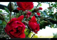 Risale Dersi 380: 4.Lem’a 2 Risale Dersi 380: 4.Lem’a 2