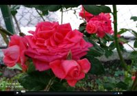 Risale Dersi 382: Sözler / Lemaat 22 Risale Dersi 382: Sözler / Lemaat 22