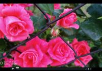 Risale Dersi 402: 8.Lem’a 3 Risale Dersi 402: 8.Lem’a 3