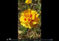 Risale Dersi 410: 8.Lem’a 11 Risale Dersi 410: 8.Lem’a 11