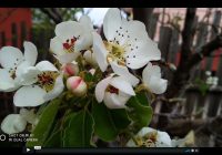 Risale Dersi 414: 9.Lem’a 3 Risale Dersi 414: 9.Lem’a 3