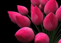 Risale Dersi 423: 11.Lem’a 5 Risale Dersi 423: 11.Lem’a 5