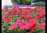 Risale Dersi 473: 23.Lem’a 1 Risale Dersi 473: 23.Lem’a 1