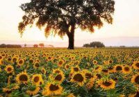 Risale Dersi 525: 30.Lem’a 3 Risale Dersi 525: 30.Lem’a 3