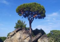 Risale Dersi 530: 30.Lem’a 8 Risale Dersi 530: 30.Lem’a 8