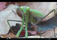 Risale Dersi 545: 1.Mektup 3 Risale Dersi 545: 1.Mektup 3