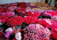 Risale Dersi 550: 5.Mektup Risale Dersi 550: 5.Mektup