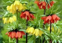 Risale Dersi 556: 10.Mektup Risale Dersi 556: 10.Mektup