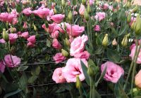 Risale Dersi 560: 13.Mektup Risale Dersi 560: 13.Mektup