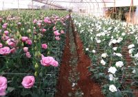 Risale Dersi 562: 15.Mektup 2 Risale Dersi 562: 15.Mektup 2