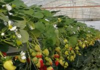 Risale Dersi 565: 16.Mektup 1 Risale Dersi 565: 16.Mektup 1