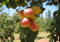 Risale Dersi 567: 16.Mektup 3 Risale Dersi 567: 16.Mektup 3