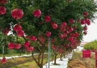 Risale Dersi 571: 18.Mektup 2 Risale Dersi 571: 18.Mektup 2