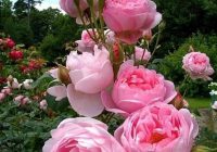 Risale Dersi 575: 19.Mektup 3 Risale Dersi 575: 19.Mektup 3