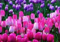 Risale Dersi 585: 19.Mektup 13 Risale Dersi 585: 19.Mektup 13