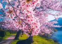 Risale Dersi 631: 23.Mektup 2 Risale Dersi 631: 23.Mektup 2