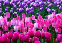 Risale Dersi 645: 26.Mektup 7 Risale Dersi 645: 26.Mektup 7