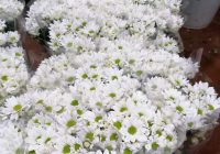 Risale Dersi 635: 24.Mektup 4