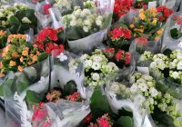 Risale Dersi 637: 24.Mektup 6