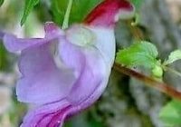 Risale Dersi 641: 26.Mektup 3 Risale Dersi 641: 26.Mektup 3