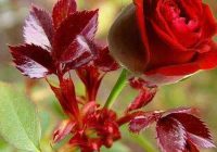 Risale Dersi 655: 28.Mektup 5 Risale Dersi 655: 28.Mektup 5