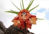 Risale Dersi 661: 28.Mektup 11 Risale Dersi 661: 28.Mektup 11