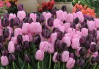 Risale Dersi 662: 28.Mektup 12 Risale Dersi 662: 28.Mektup 12