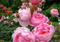 Risale Dersi 667: 29.Mektup 3 Risale Dersi 667: 29.Mektup 3