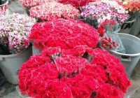 Risale Dersi 669: 29.Mektup 5 Risale Dersi 669: 29.Mektup 5