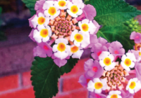 Risale Dersi 672: 29.Mektup 8 Risale Dersi 672: 29.Mektup 8