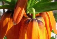 Risale Dersi 676: 29.Mektup 12 Risale Dersi 676: 29.Mektup 12