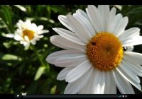 Risale Dersi 680: 29 Mektup 16 Risale Dersi 680: 29 Mektup 16