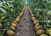 Risale Dersi 682: 29.Mektup 18 Risale Dersi 682: 29.Mektup 18