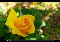 Risale Dersi 686: 29.Mektup 22 Risale Dersi 686: 29.Mektup 22