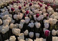 Risale Dersi 688: 29.Mektup 24 Risale Dersi 688: 29.Mektup 24