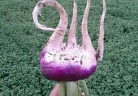 Risale Dersi 695: Hakikat çekirdekleri 1 Risale Dersi 695: Hakikat çekirdekleri 1