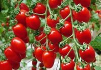 Risale Dersi 871: İman ve Küfür Muvazeneleri 53 Risale Dersi 871: İman ve Küfür Muvazeneleri 53