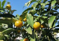 Risale Dersi 893: Kastamonu Lahikası 5 Risale Dersi 893: Kastamonu Lahikası 5