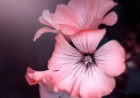 Risale Dersi 898: Kastamonu Lahikası 10 Risale Dersi 898: Kastamonu Lahikası 10