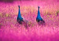 Risale Dersi 901: Kastamonu Lahikası 13 Risale Dersi 901: Kastamonu Lahikası 13